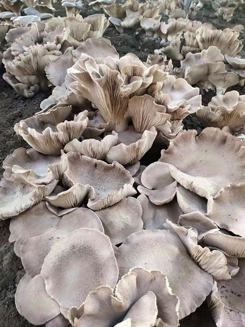 出菇水，喷水还Neng喷农药？