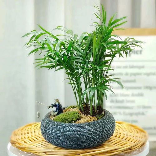袖珍椰子怎么长？如何让它更旺盛