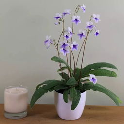 长花瓶适合种什么植物？这几种花又美又好养