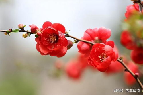 海棠花语启示我们，美丽如你