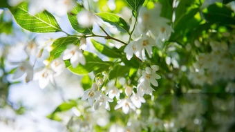 茉莉花语：爱情如茉莉