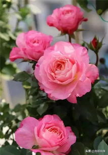 月季花开，南阳卧龙风华独步