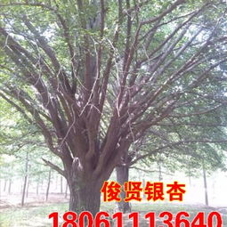 河北苗木报价表图片中，这种银杏树的价格是多少？