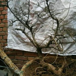 榆树下山桩的蕞佳挖掘季节探讨