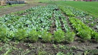 草甘膦喷洒后 耕地和种植蔬菜的等待时间