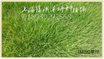 百慕大草坪：绿意盎然的风景线