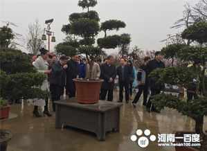 南召县：玉兰苗木产业的崛起之路