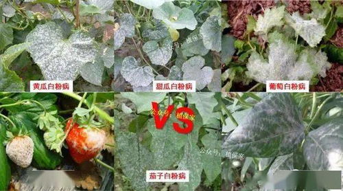 菊酯农药与其他农药的混用