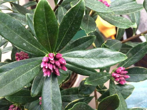 黄金万两花有毒吗？家里有小孩和宠物要注意