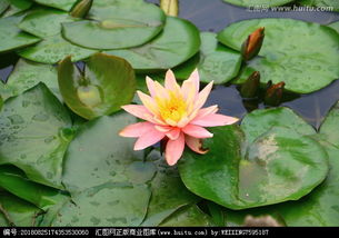 睡莲和水莲花的区别