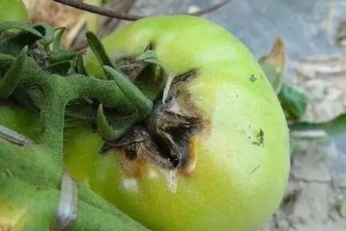 番茄、 辣椒的“小病大医”