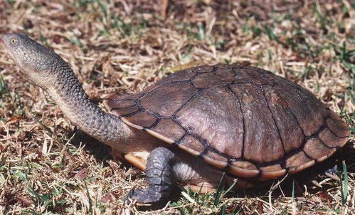 捉鳖灵巧，名字中透着智慧