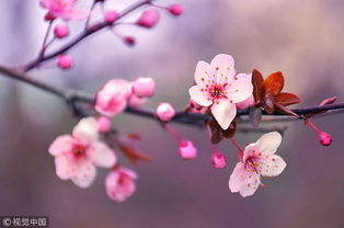 日本樱花，这朵春天的使者