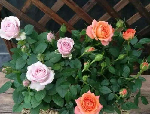 藤本月季：那些绚烂的墙头花