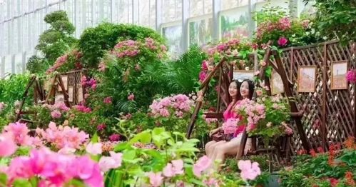 凤凰花一年两季绽放，四季花海，惊艳两季！