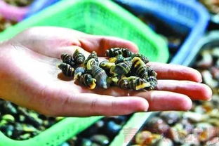 乌龟的症状表现