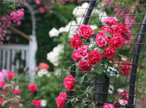 藤本月季白花品种：多样性的选择