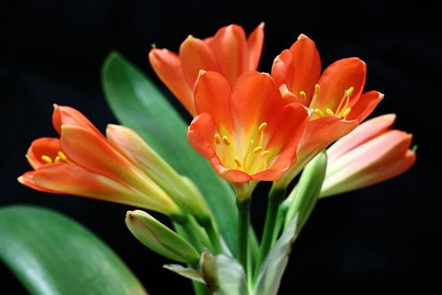 君子兰开花时间一般是几点钟？附赠催花小妙招
