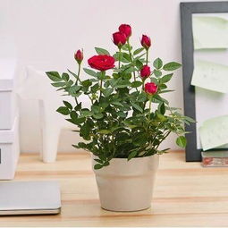 冬季小贴士， 鱼肠子要小心