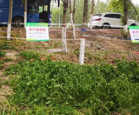 灭生性除草剂