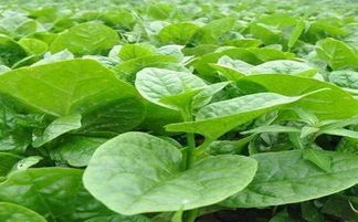 木耳菜病虫害：常见的问题