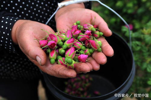 如何正确使用玫瑰花种子进行种植，确保其顺利发芽成长