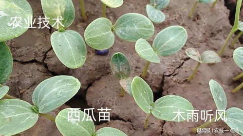 多菌灵泡种子需要浸泡多长时间？浸种方法具体是怎样的？