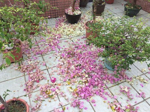 第一步：选地与整地