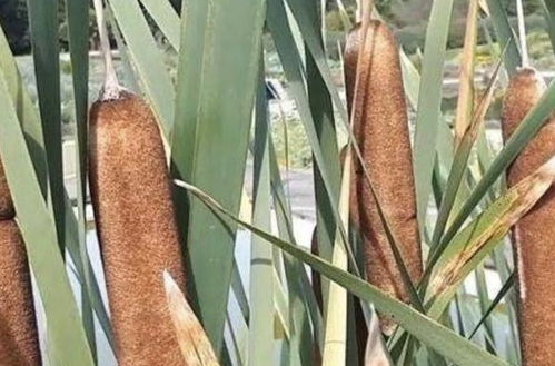 香蒲点燃后的神秘作用