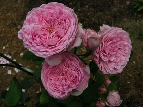 月季花中的“黑伍德”揭秘