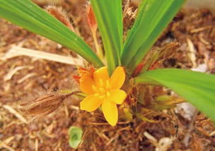 黄花草本植物的多样魅力