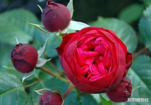 欧月月季，那是一种怎样的美？