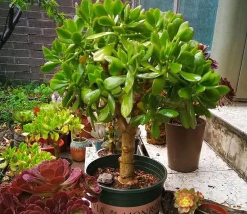 花卉：大自然的美丽使者