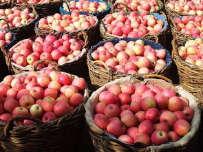 红富士苹果盛产季：揭秘最佳采摘时间，赏果享自然之美！