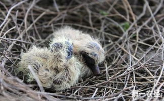 斑鸠幼鸟吃什么食物，斑鸠怎么喂养和照顾？