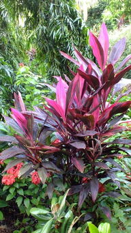 红叶朱蕉的花期