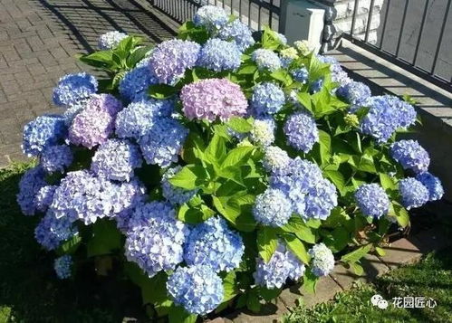 草本绣球种植过程中，如何正确选种和养护才能确保其成活并茁壮成长