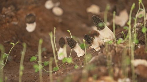 桔梗种植需要怎样的土壤、气候和光照条件