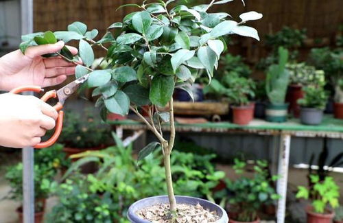 防病虫害， 守护美丽家园