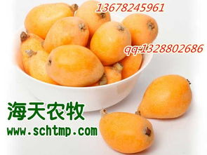 枇杷籽怎么种？几年结果