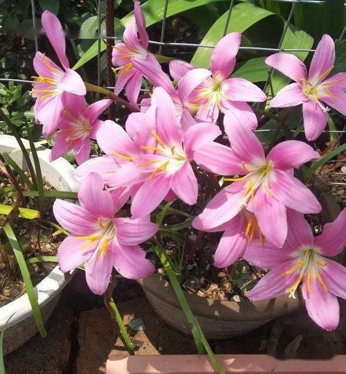 夏天来了高温下养什么花蕞合适呢？