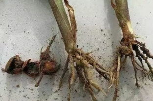 根腐病复发，种植户犯了哪些错？