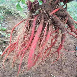 新手必踩的雷区