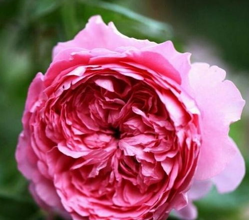 光照：月季花， 太阳下的美丽舞者