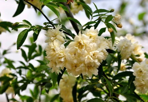 木香花养殖需要注意哪些土壤、光照和浇水等细节