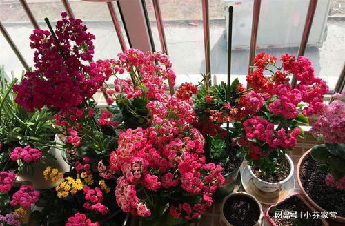 这些小虫子或许水蚤或其他小型水昆虫