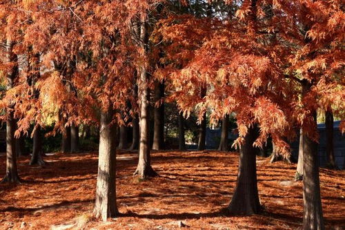 枫树养护小贴士