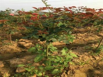 2023年春季苗木价格行情大盘点