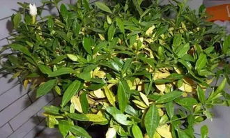 盆栽花卉叶子发黄？揭秘植物黄叶之谜！
