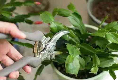 三角梅， 修剪要狠